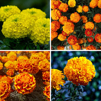 Marigold Flower seeds for Planting - Wildflower Mix, Heirloom & GMO Free Seeds for Home Garden