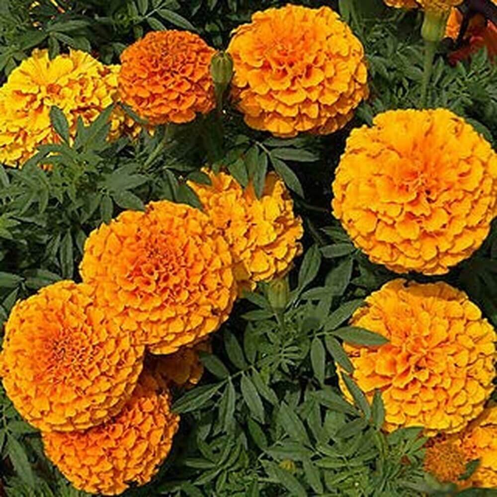 Marigold Flower seeds for Planting Shade Tolerant Heirloom & GMO Free Seeds for Home Garden