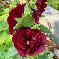 Maroon Hollyhock Flower seeds for Planting - Hardy Variety, Heirloom & GMO Free Seeds for Home Garden