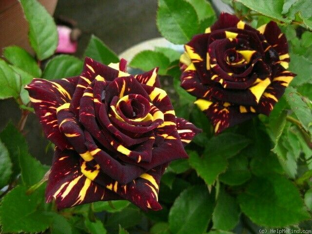 Marron Yellow Rose Flower Seeds for Planting Long Bloom Season Heirloom & GMO Free Seeds for Home Garden 
 
 Sale