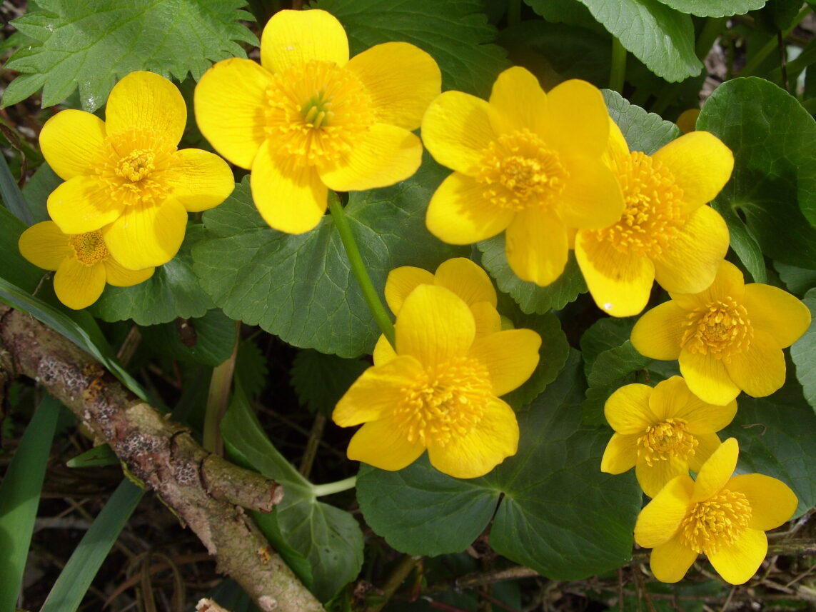 Marsh Marigold Flower seeds for Planting Hardy Variety Heirloom & GMO Free Seeds for Home Garden