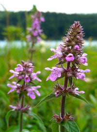 Purple Marsh Woundwort Flower seeds for Planting Seasonal Bloomer Heirloom & GMO Free Seeds for Home Garden
 
 Sale