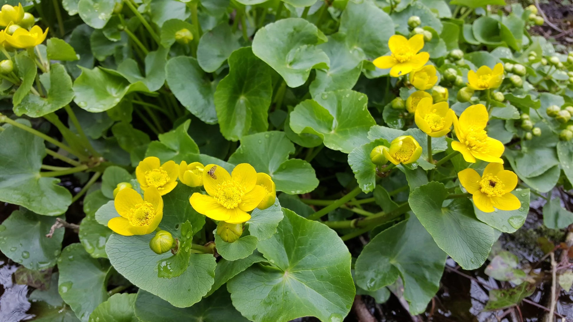 Marsh Marigold Flower seeds for Planting Drought Tolerant Heirloom & GMO Free Seeds for Home Garden 
 
 Sale