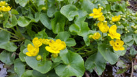 Marsh Marigold Flower seeds for Planting Drought Tolerant Heirloom & GMO Free Seeds for Home Garden 
 
 Sale