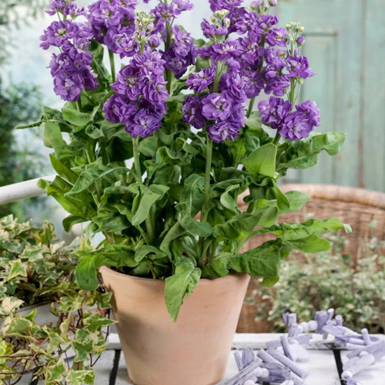 Violet Matthiola Incana Flower Seeds for Planting Compact Growth Heirloom & GMO Free Seeds for Home Garden
 
 Sale