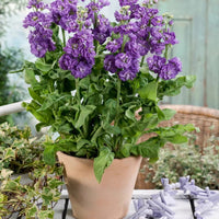 Violet Matthiola Incana Flower Seeds for Planting Compact Growth Heirloom & GMO Free Seeds for Home Garden
 
 Sale