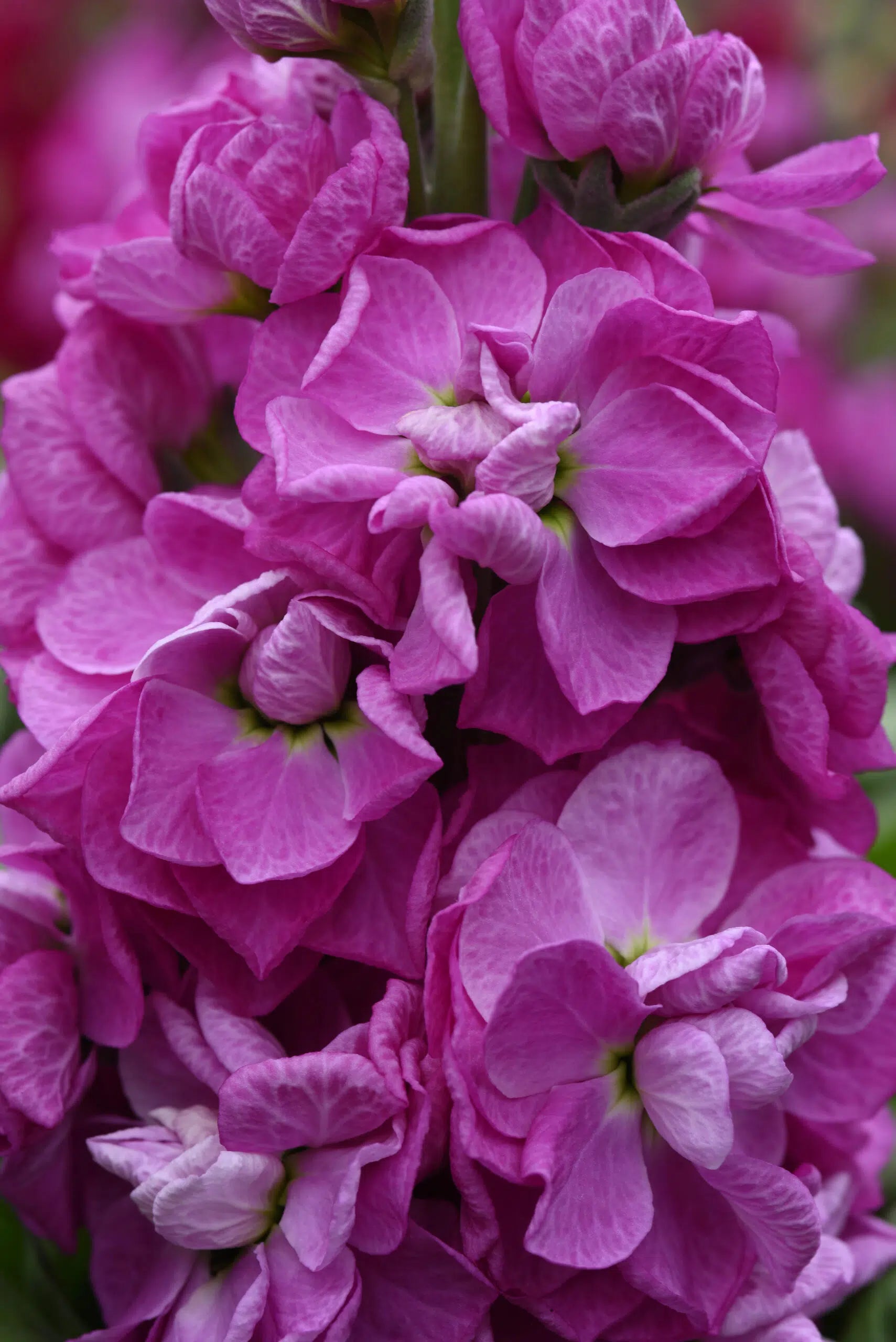Violet Matthiola Incana Flower Seeds for Planting Compact Growth Heirloom & GMO Free Seeds for Home Garden
 
 Sale