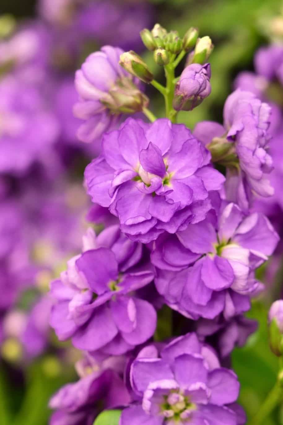 Purple Matthiola Incana Flower Seeds for Planting – Heirloom, Non-GMO, Fragrant Garden Seeds