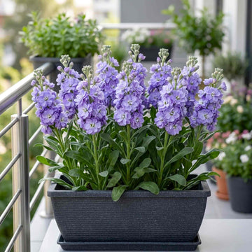 Matthiola Flower seeds for Planting - Perfect for Borders, Heirloom & GMO Free Seeds for Home Garden