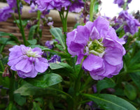 Blue Matthiola Incana Flower seeds for Planting - Garden Favorite, Heirloom & GMO Free Seeds for Home Garden