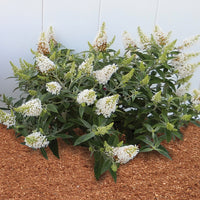 White Butterfly Bush Flower seeds for Planting - Shade Tolerant, Heirloom & GMO Free Seeds for Home Garden