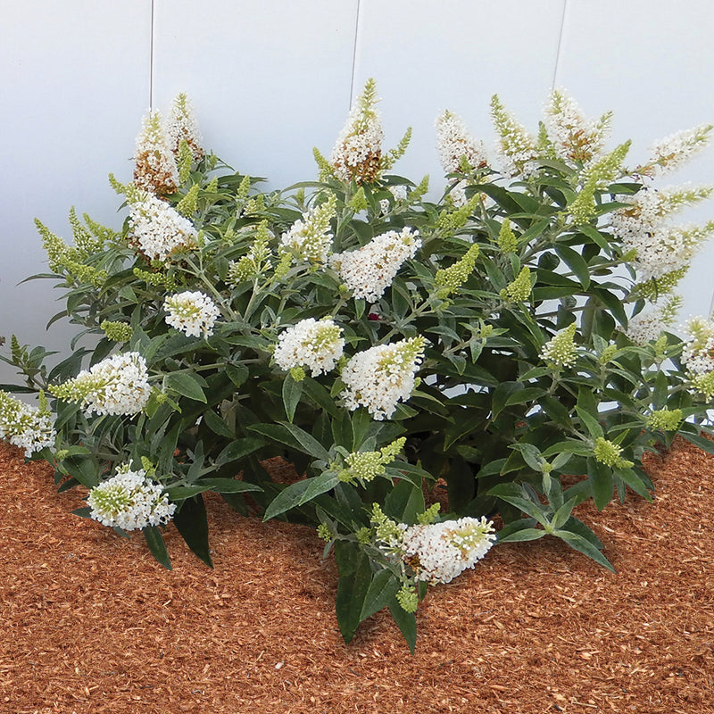 White Butterfly Bush Flower seeds for Planting - Shade Tolerant, Heirloom & GMO Free Seeds for Home Garden