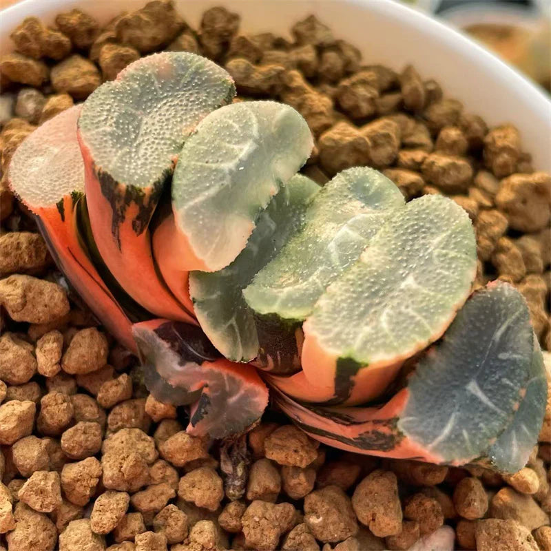 Purple Haworthia Maughanii Flower seeds for Planting - Perfect for Borders, Heirloom & GMO Free Seeds for Home Garden