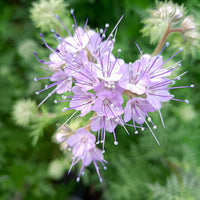 Purple Phacelia Tanacetifolia Flower seeds for Planting - Wildflower Mix, Heirloom & GMO Free Seeds for Home Garden