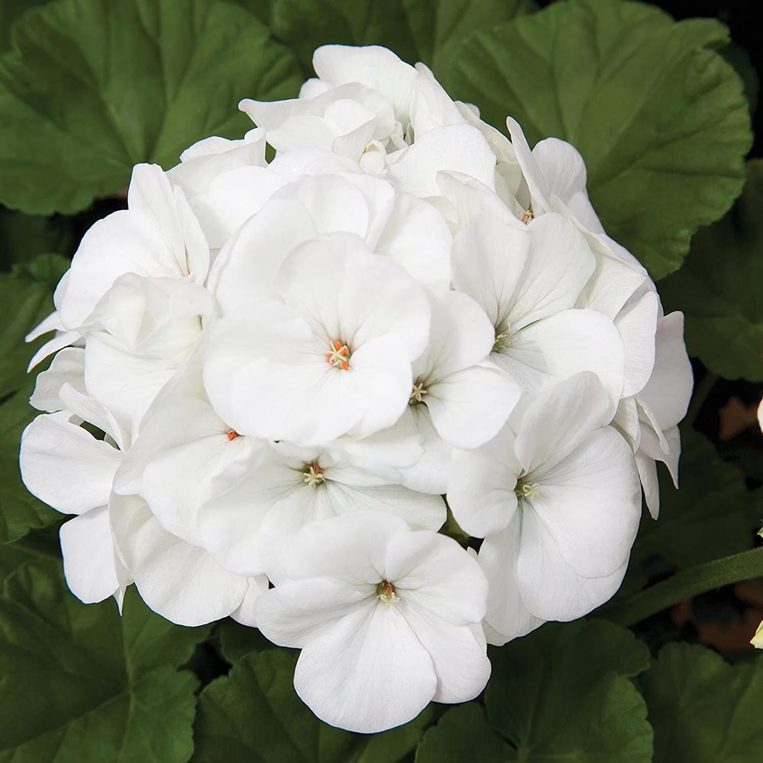 White Geranium Flower seeds for Planting - Long Bloom Season, Heirloom & GMO Free Seeds for Home Garden