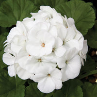 White Geranium Flower seeds for Planting - Long Bloom Season, Heirloom & GMO Free Seeds for Home Garden