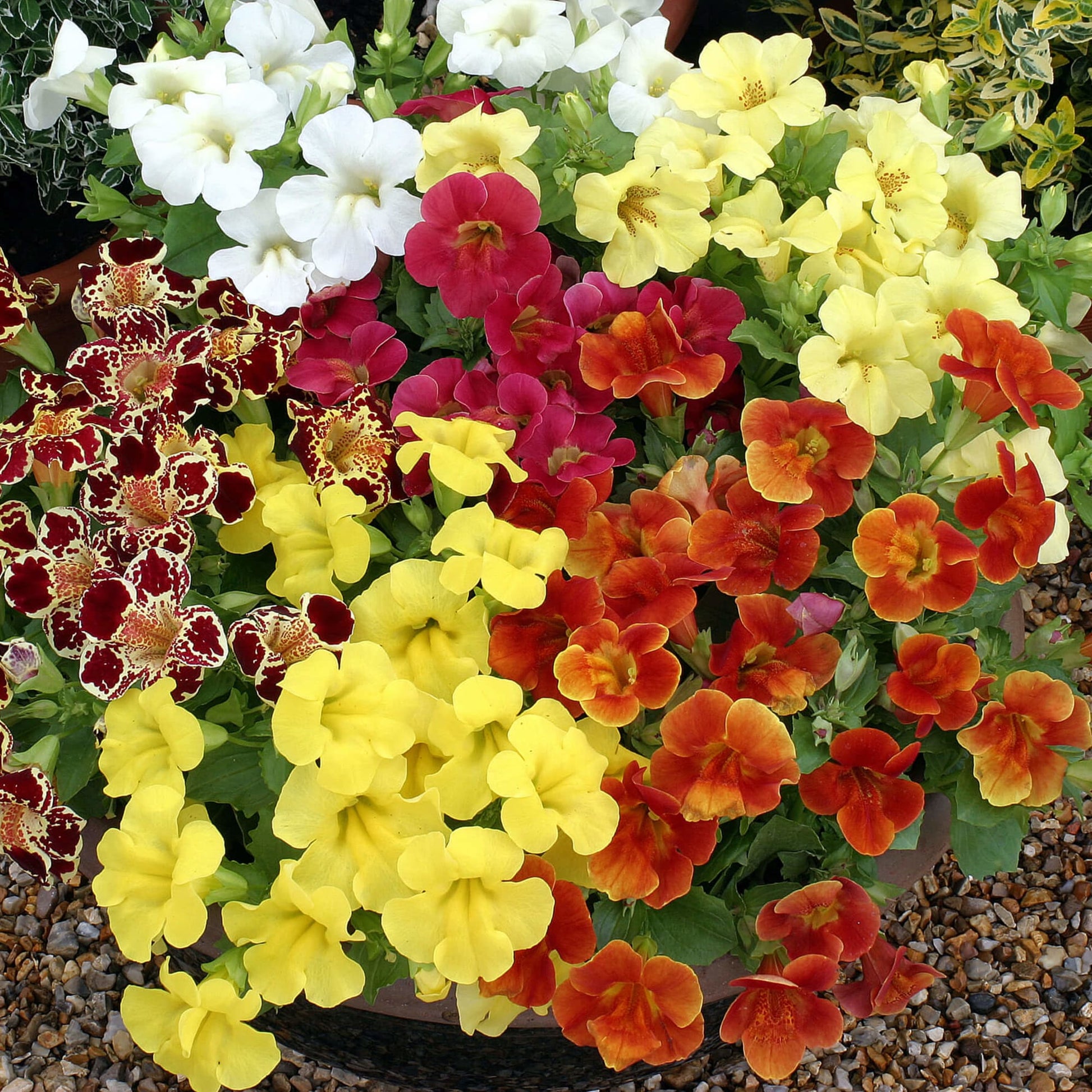 Mimulus Pictus Flower seeds for Planting Wildflower Mix Heirloom & GMO Free Seeds for Home Garden 
 
 Sale