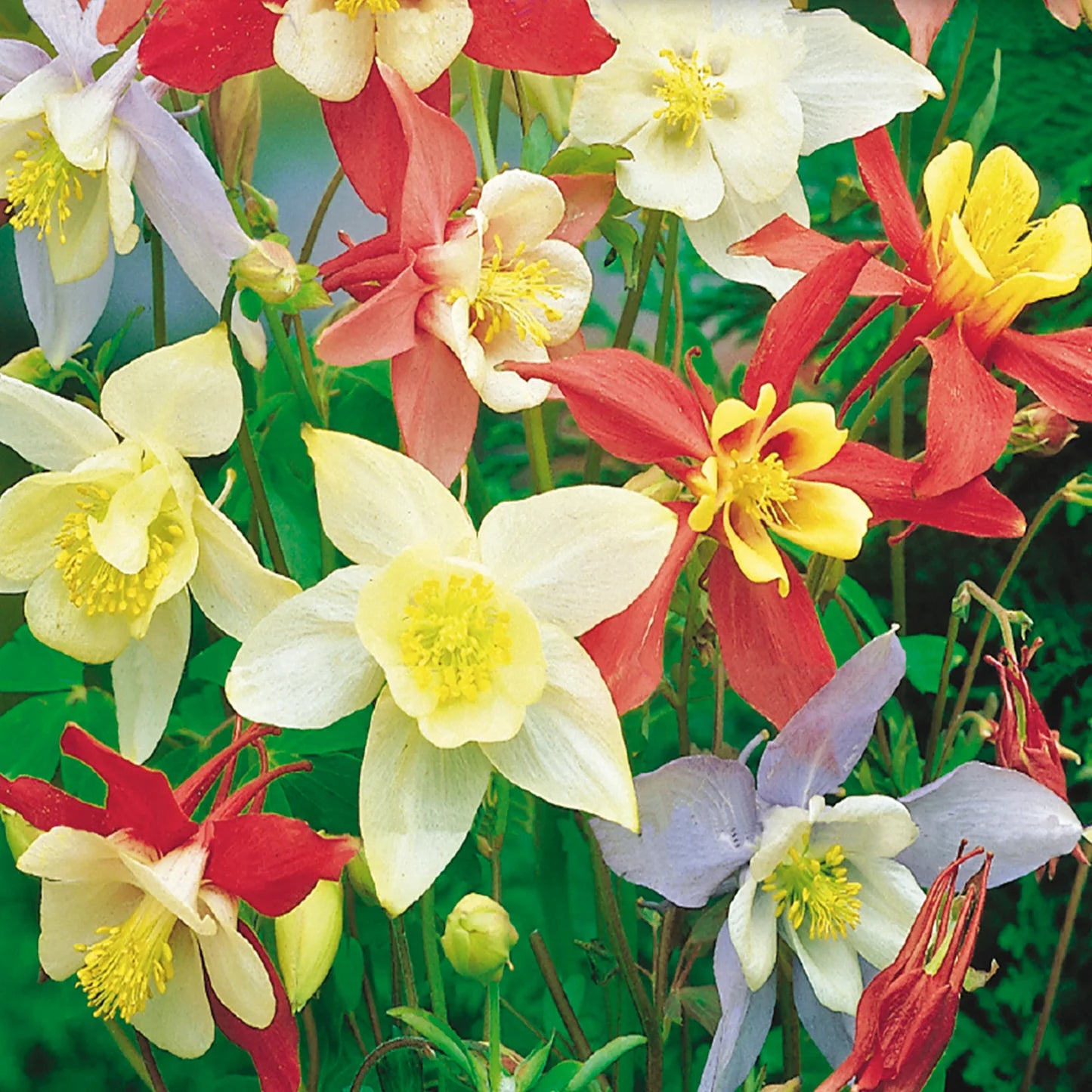 Mixed Columbine Flower seeds for Planting Colorful Display Heirloom & GMO Free Seeds for Home Garden 
 
 Sale