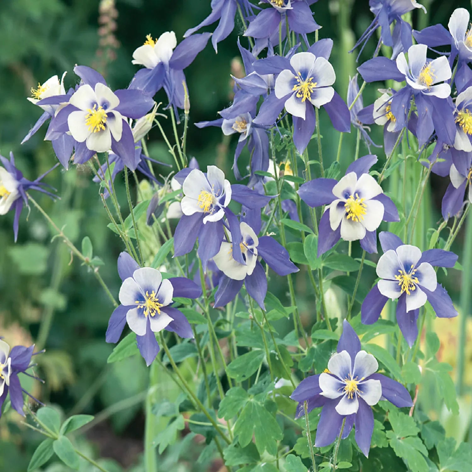 Blue Columbine Flower seeds for Planting Pollinator Friendly Heirloom & GMO Free Seeds for Home Garden