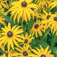 Black Eyed Susan Seeds for Planting | Vibrant Flower Seeds for Your Garden