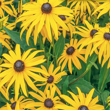 Black Eyed Susan Seeds for Planting | Vibrant Flower Seeds for Your Garden