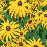 Yellow Rotundifolia Flower seeds for Planting - Cottage Garden Essential, Heirloom & GMO Free Seeds for Home Garden