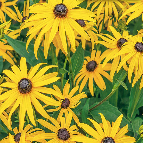 Yellow Rotundifolia Flower seeds for Planting - Cottage Garden Essential, Heirloom & GMO Free Seeds for Home Garden