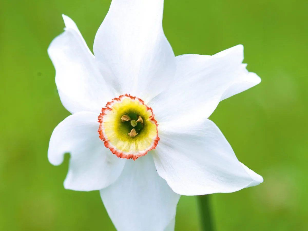 Daffodil Narcissus Flower seeds for Planting, Drought Tolerant Heirloom & GMO Free Seeds for Home Garden
