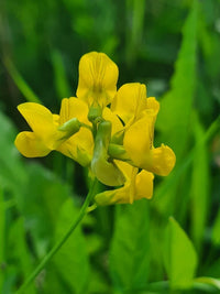 Yellow Sweet Pea Flower Seeds for Planting – Heirloom NonGMO Organic Garden Seeds – Vibrant Blooms High Germination
 
 Sale