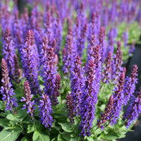 Thick Blue Lavender Flower seeds for Planting Vibrant Colors Heirloom & GMO Free Seeds for Home Garden 
 
 Sale