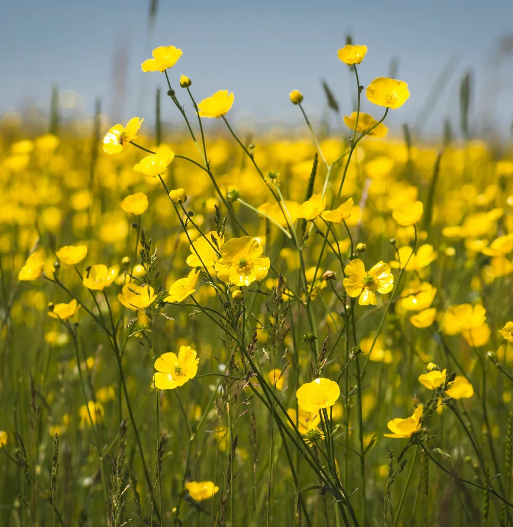 Yellow Buttercup Flower seeds for Planting - Seasonal Bloomer, Heirloom & GMO Free Seeds for Home Garden