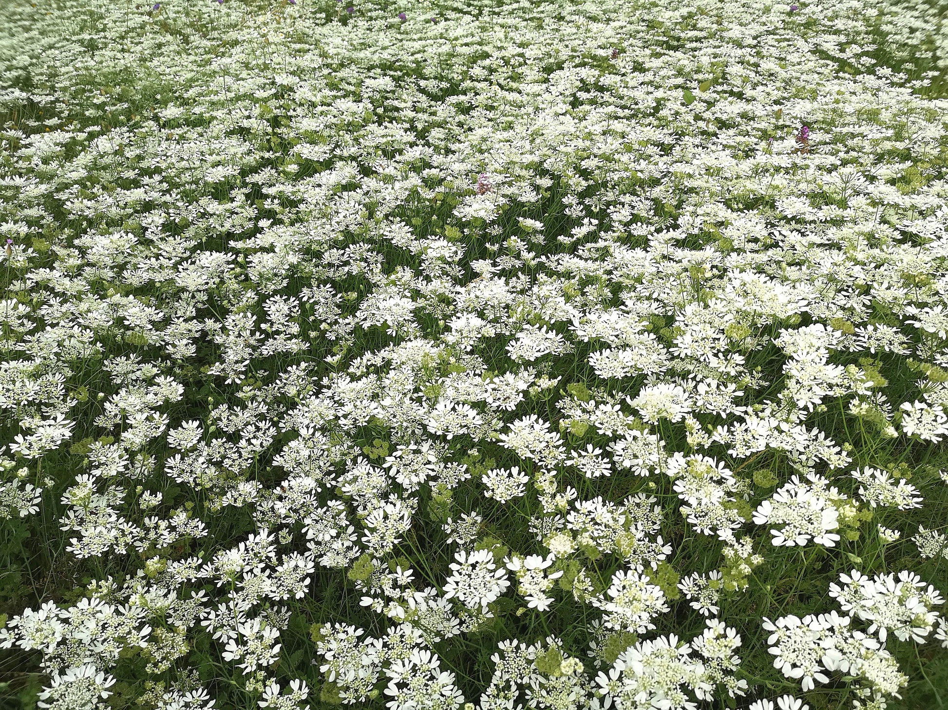 White Orlaya Flower seeds for Planting - Garden Favorite, Heirloom & GMO Free Seeds for Home Garden