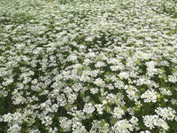 White Orlaya Flower seeds for Planting - Garden Favorite, Heirloom & GMO Free Seeds for Home Garden