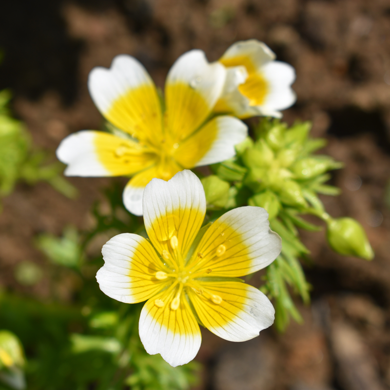 Meadowfoam flowers in pollinator garden
