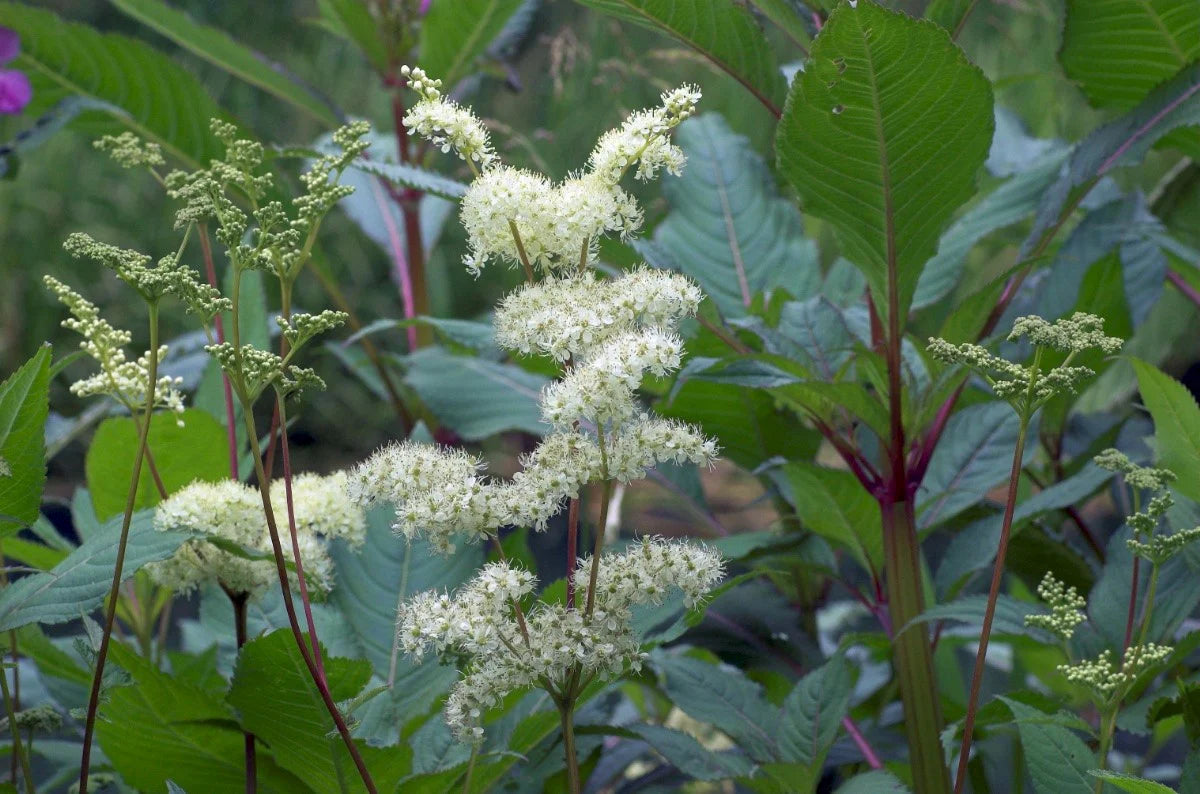 Green Filipendula Flower seeds for Planting - Fragrant Blossoms, Heirloom & GMO Free Seeds for Home Garden