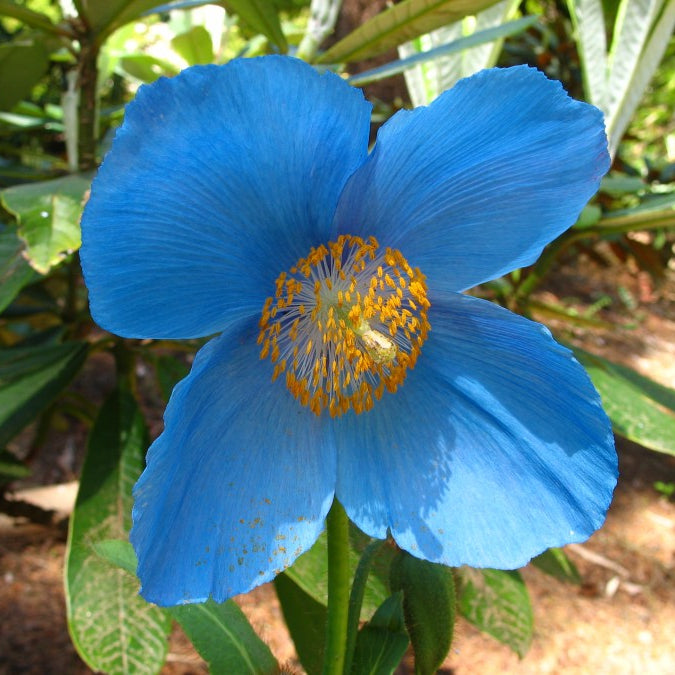 Blue Flower seeds for Planting - Sun Loving, Heirloom & GMO Free Seeds for Home Garden