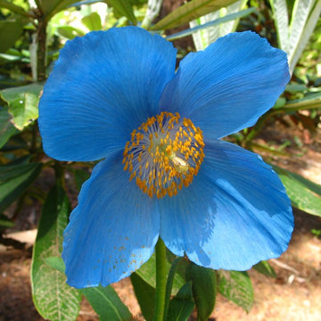 Blue Flower seeds for Planting - Sun Loving, Heirloom & GMO Free Seeds for Home Garden