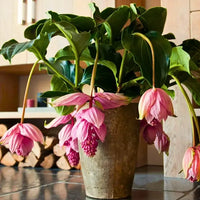 Medinilla Magnifica Flower seeds for Planting - Cut Flower Favorite, Heirloom & GMO Free Seeds for Home Garden