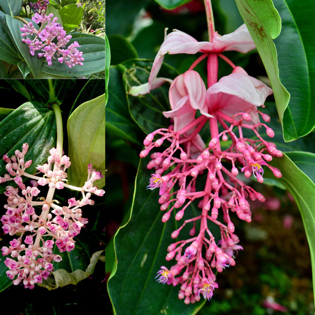Medinilla Pink Flower seeds for Planting - Cottage Garden Essential, Heirloom & GMO Free Seeds for Home Garden