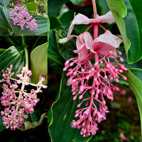 Medinilla Pink Flower seeds for Planting - Cottage Garden Essential, Heirloom & GMO Free Seeds for Home Garden