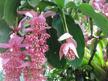 Medinilla Flower seeds for Planting - Compact Growth, Heirloom & GMO Free Seeds for Home Garden