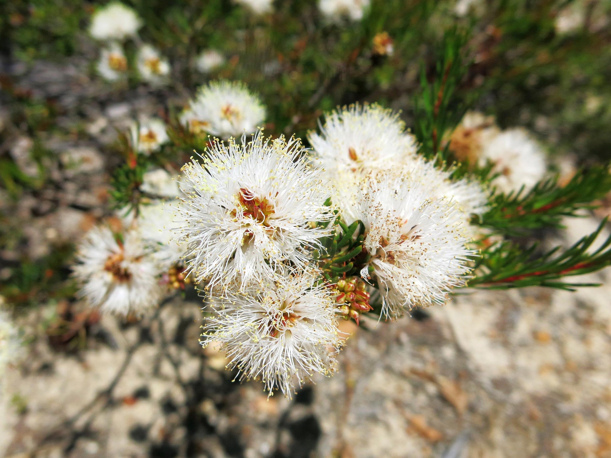 Melaleuca Flower seeds for Planting - Wildflower Mix, Heirloom & GMO Free Seeds for Home Garden