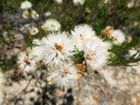 Melaleuca Flower seeds for Planting - Wildflower Mix, Heirloom & GMO Free Seeds for Home Garden