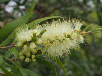Bottle Brush Melaleuca Flower seeds for Planting Premium Quality Heirloom & GMO Free Seeds for Home Garden