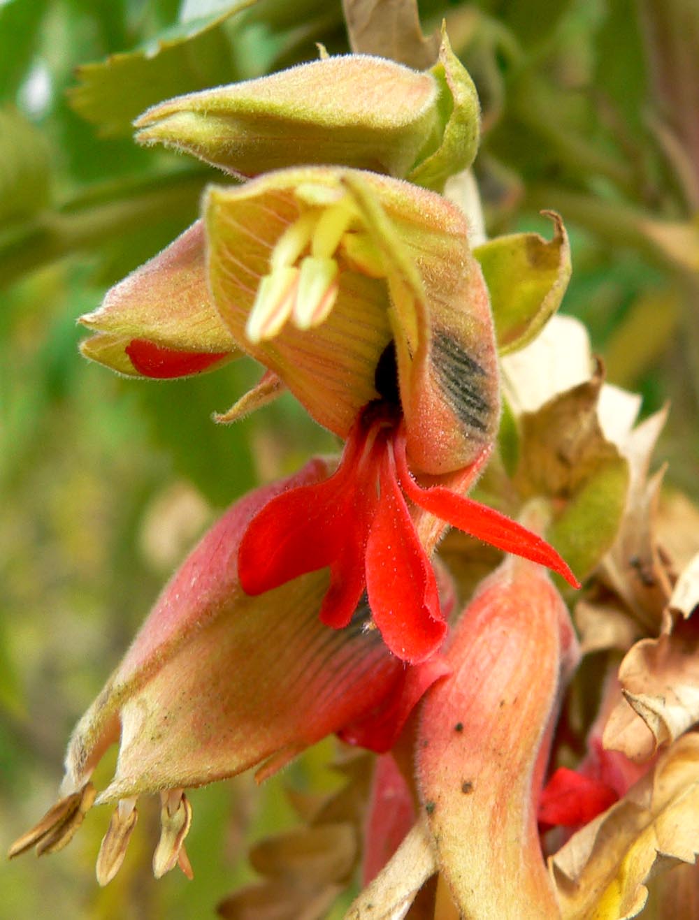 Melianthus Comosus Flower seeds for Planting Hardy Variety Heirloom & GMO Free Seeds for Home Garden