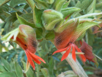 Melianthus Comosus Flower seeds for Planting Hardy Variety Heirloom & GMO Free Seeds for Home Garden