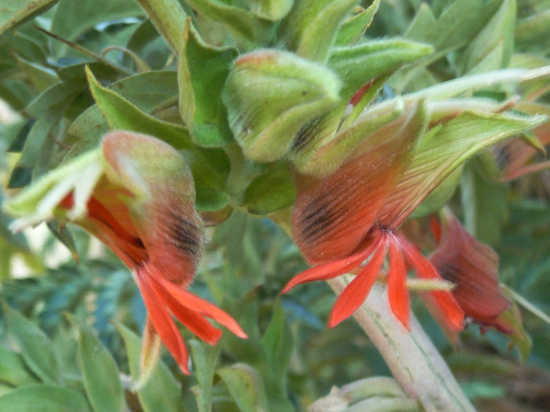 Melianthus Comosus Flower seeds for Planting Hardy Variety Heirloom & GMO Free Seeds for Home Garden