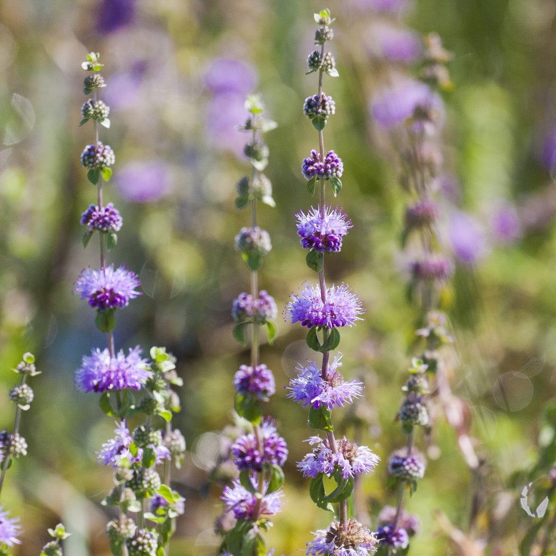 Purple Pulegium Flower Seeds for Planting - Vibrant Annual Blooms