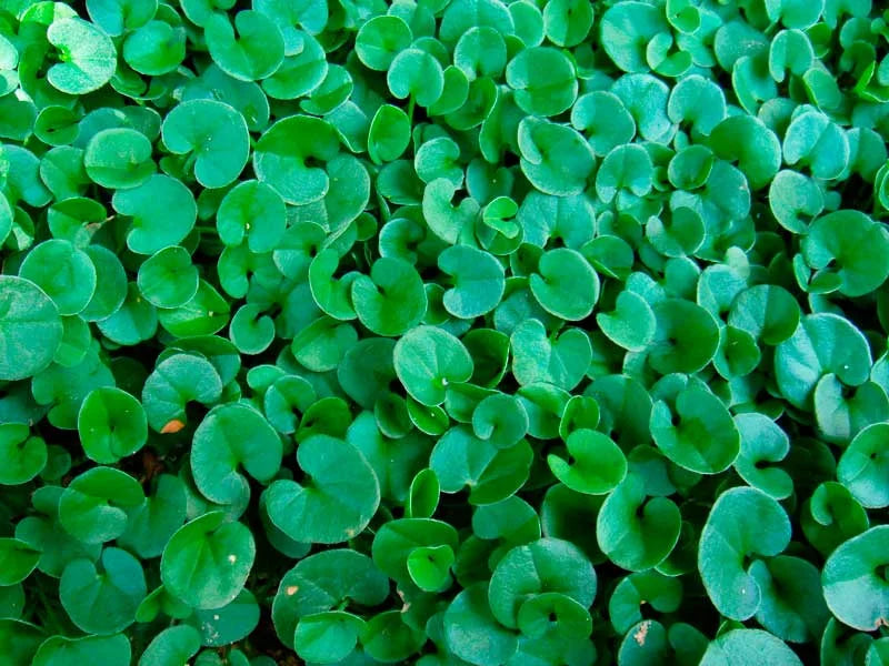 Dichondra Repens Lawn Flower seeds for Planting - Garden Favorite, Heirloom & GMO Free Seeds for Home Garden