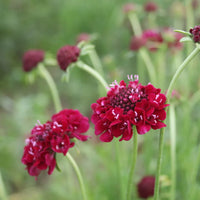 Red Macedonica Flower seeds for Planting - Perfect for Borders, Heirloom & GMO Free Seeds for Home Garden